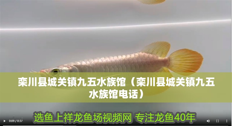 欒川縣城關鎮九五水族館（欒川縣城關鎮九五水族館電話）