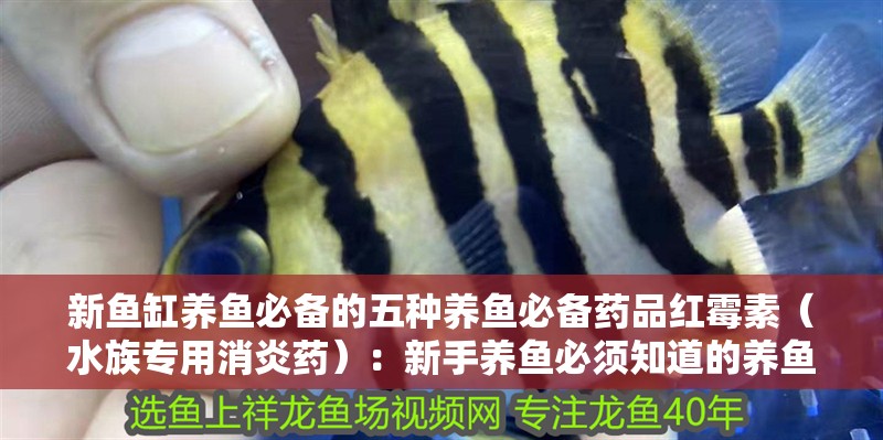 新魚缸養魚必備的五種養魚必備藥品紅霉素（水族專用消炎藥）：新手養魚必須知道的養魚常用藥有哪些