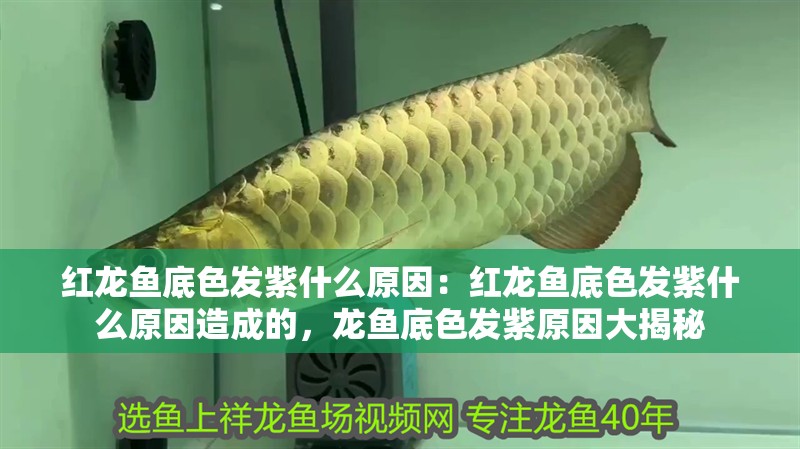 紅龍魚底色發紫什么原因：紅龍魚底色發紫什么原因造成的，龍魚底色發紫原因大揭秘 紅龍魚底色發紫什么原因：紅龍魚底色發紫什么原因造成的，龍魚底色發紫原因大揭秘 水族問答