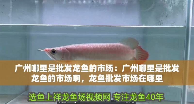 廣州哪里是批發(fā)龍魚的市場：廣州哪里是批發(fā)龍魚的市場啊，龍魚批發(fā)市場在哪里