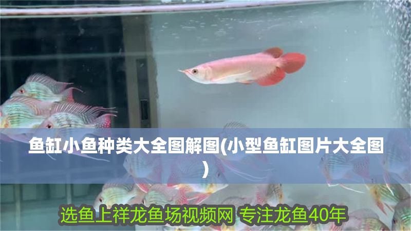 魚缸小魚種類大全圖解圖(小型魚缸圖片大全圖) 魚缸小魚種類大全圖解圖(小型魚缸圖片大全圖) 黃金貓魚百科 第1張