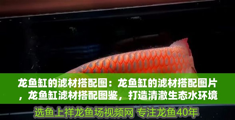 龍魚缸的濾材搭配圖：龍魚缸的濾材搭配圖片，龍魚缸濾材搭配圖鑒，打造清澈生態水環境
