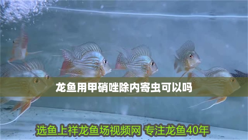 龍魚用甲硝唑除內寄蟲可以嗎