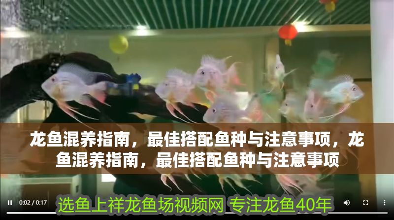 龍魚混養指南，最佳搭配魚種與注意事項，龍魚混養指南，最佳搭配魚種與注意事項