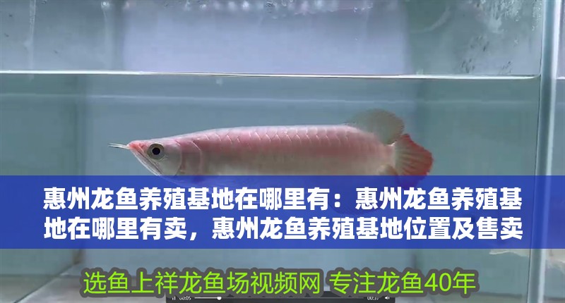 惠州龍魚養殖基地在哪里有：惠州龍魚養殖基地在哪里有賣，惠州龍魚養殖基地位置及售賣信息