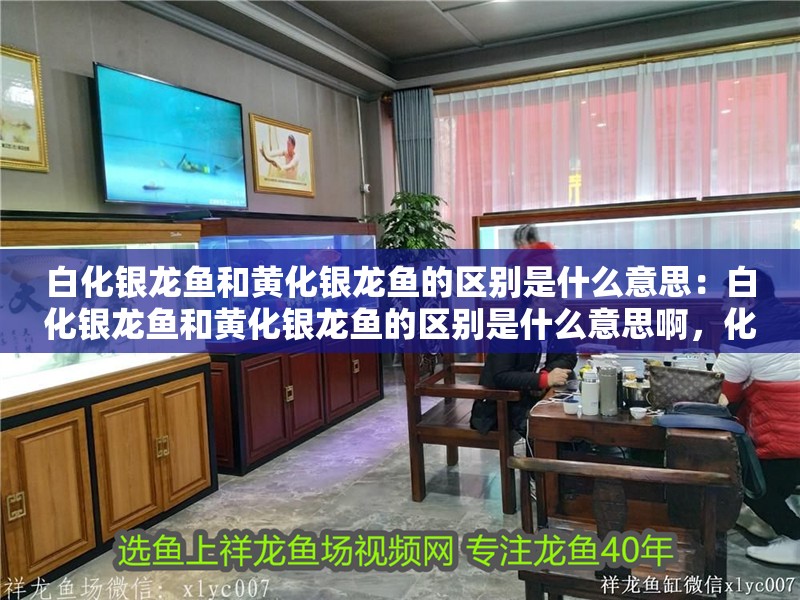 白化銀龍魚和黃化銀龍魚的區別是什么意思：白化銀龍魚和黃化銀龍魚的區別是什么意思啊，化銀龍魚與黃化銀龍