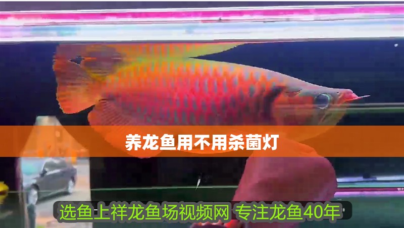 養龍魚用不用殺菌燈 龍魚百科 第3張 養龍魚用不用殺菌燈 養龍魚用不用殺菌燈 龍魚百科 第3張