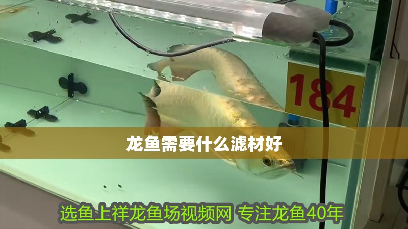 龍魚需要什么濾材好