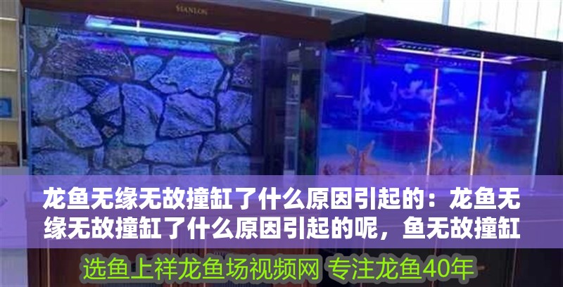 龍魚無緣無故撞缸了什么原因引起的：龍魚無緣無故撞缸了什么原因引起的呢，魚無故撞缸