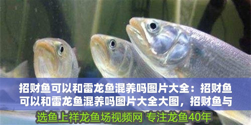 招財魚可以和雷龍魚混養嗎圖片大全：招財魚可以和雷龍魚混養嗎圖片大全大圖，招財魚與雷龍魚混養可行性及觀賞圖鑒