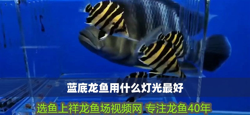 藍底龍魚用什么燈光最好