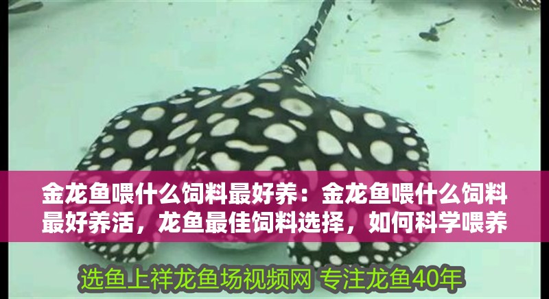 金龍魚喂什么飼料最好養：金龍魚喂什么飼料最好養活，龍魚最佳飼料選擇，如何科學喂養讓金龍魚健康成長
