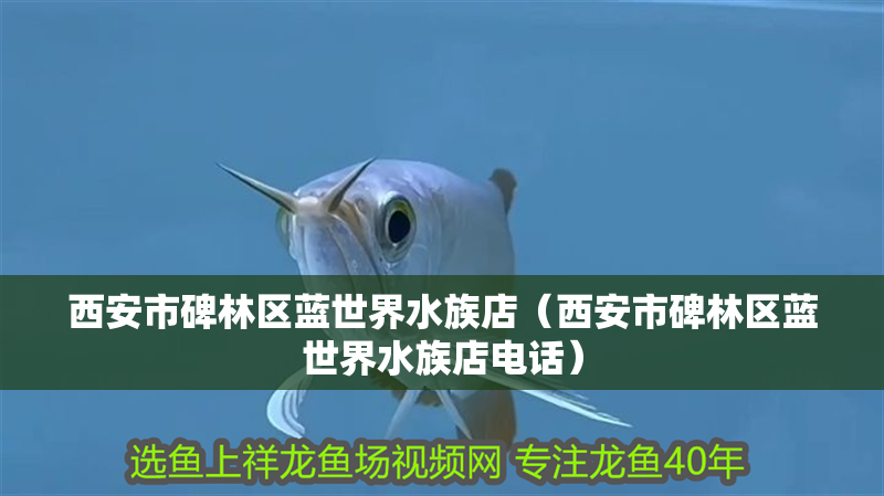 西安市碑林區藍世界水族店（西安市碑林區藍世界水族店電話） 西安市碑林區藍世界水族店（西安市碑林區藍世界水族店電話） 全國水族館企業名錄 第2張