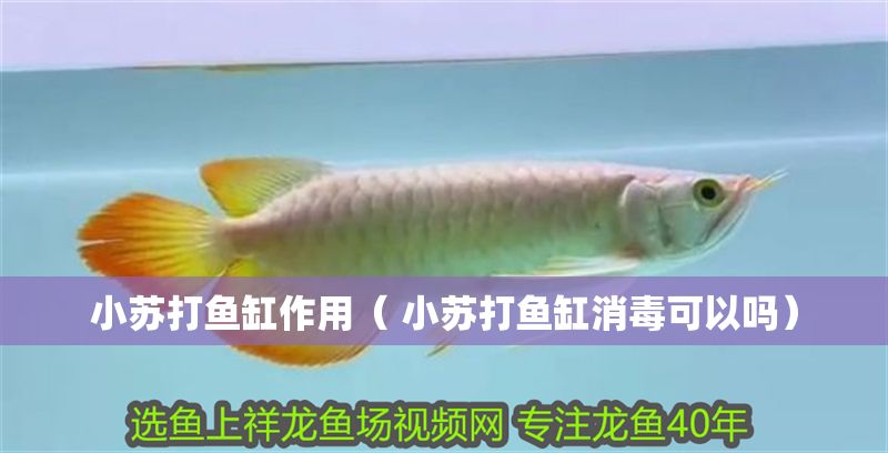小蘇打魚缸作用（ 小蘇打魚缸消毒可以嗎）