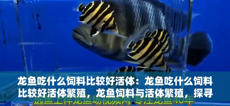 龍魚吃什么飼料比較好活體：龍魚吃什么飼料比較好活體繁殖，龍魚飼料與活體繁殖，探尋 龍魚吃什么飼料比較好活體：龍魚吃什么飼料比較好活體繁殖，龍魚飼料與活體繁殖，探尋 水族問答