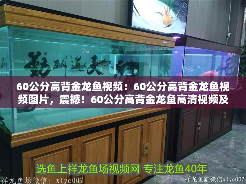 60公分高背金龍魚視頻：60公分高背金龍魚視頻圖片，震撼！60公分高背金龍魚高清視頻及絕