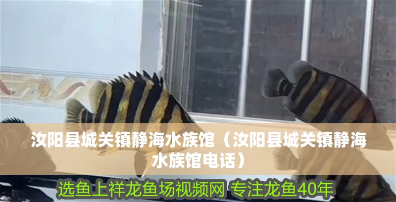 汝陽縣城關鎮靜海水族館(汝陽縣城關鎮靜海水族館電話) 全國水族館企業名錄 第2張 汝陽縣城關鎮靜海水族館(汝陽縣城關鎮靜海水族館電話) 汝陽縣城關鎮靜海水族館(汝陽縣城關鎮靜海水族館電話) 全國水族館企業名錄 第2張