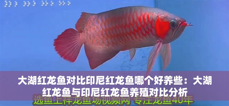 大湖紅龍魚對比印尼紅龍魚哪個好養些：大湖紅龍魚與印尼紅龍魚養殖對比分析