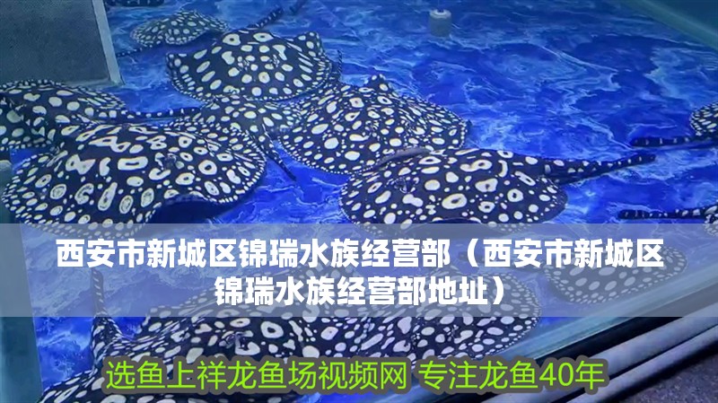 西安市新城區錦瑞水族經營部（西安市新城區錦瑞水族經營部地址）