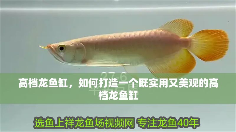 高檔龍魚缸,如何打造一個既實用又美觀的高檔龍魚缸 魚缸百科 第1張 高檔龍魚缸,如何打造一個既實用又美觀的高檔龍魚缸 高檔龍魚缸,如何打造一個既實用又美觀的高檔龍魚缸 魚缸百科 第1張