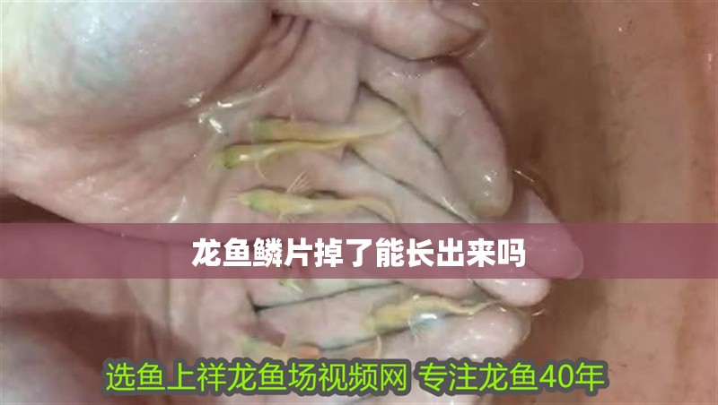 龍魚鱗片掉了能長出來嗎
