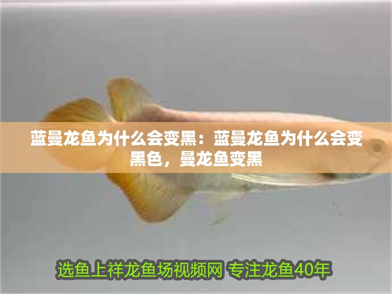 藍曼龍魚為什么會變黑：藍曼龍魚為什么會變黑色，曼龍魚變黑