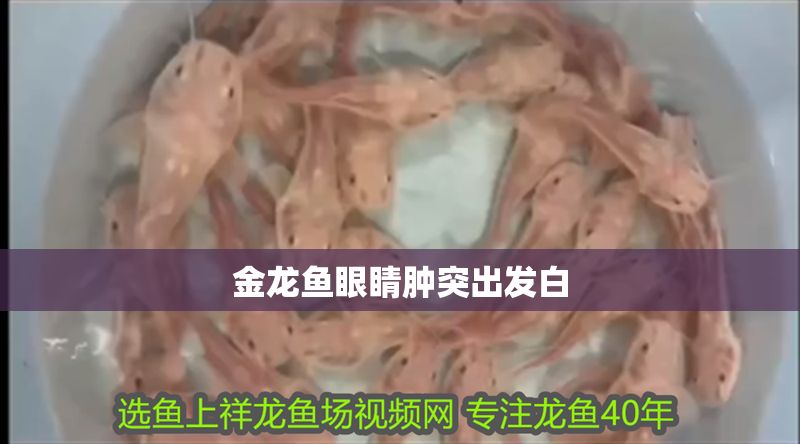 金龍魚眼睛腫突出發白