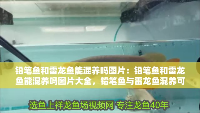 鉛筆魚和雷龍魚能混養嗎圖片：鉛筆魚和雷龍魚能混養嗎圖片大全，鉛筆魚與雷龍魚混養可行性及混養圖鑒