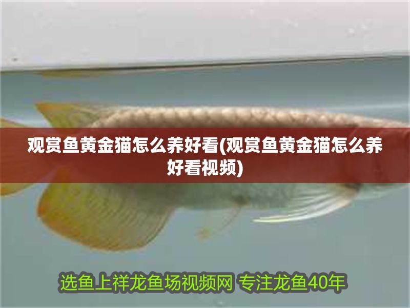 觀賞魚黃金貓怎么養好看(觀賞魚黃金貓怎么養好看視頻) 觀賞魚黃金貓怎么養好看(觀賞魚黃金貓怎么養好看視頻) 黃金貓魚百科 第1張