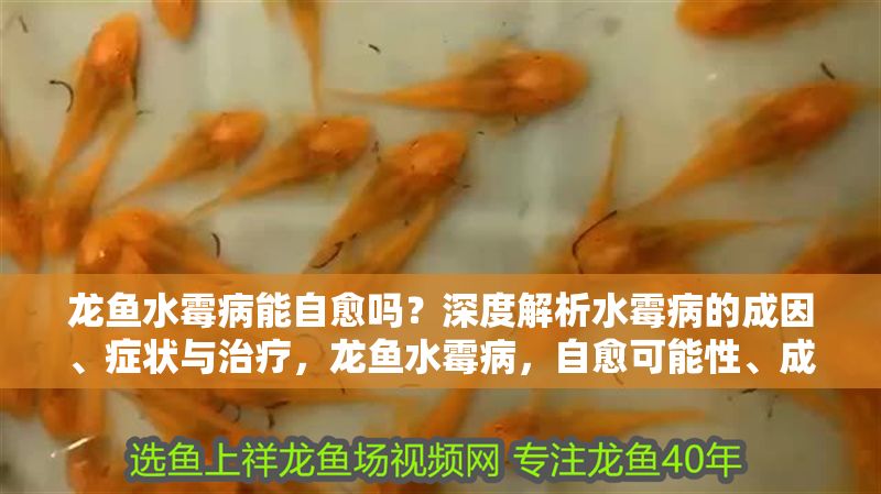 龍魚(yú)水霉病能自愈嗎？深度解析水霉病的成因、癥狀與治療，龍魚(yú)水霉病，自愈可能性、成因解析與科學(xué)治療全指南