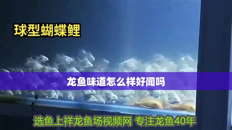 龍魚味道怎么樣好聞嗎