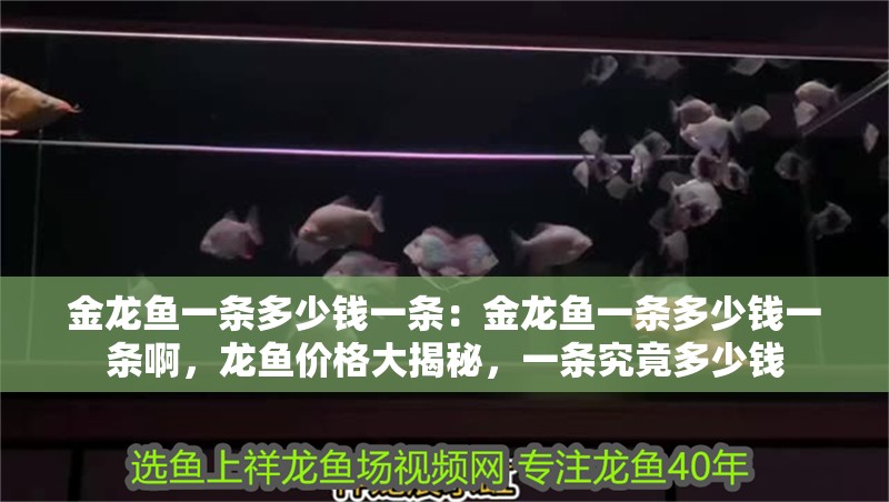 金龍魚一條多少錢一條：金龍魚一條多少錢一條啊，龍魚價格大揭秘，一條究竟多少錢 金龍魚一條多少錢一條：金龍魚一條多少錢一條啊，龍魚價格大揭秘，一條究竟多少錢 水族問答