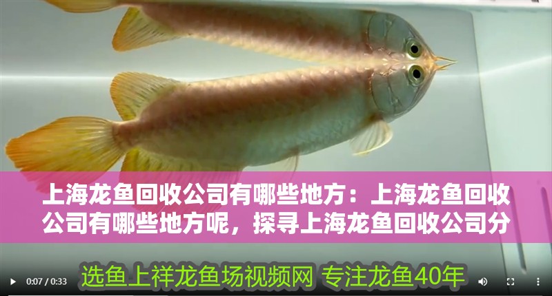 上海龍魚回收公司有哪些地方:上海龍魚回收公司有哪些地方呢,探尋上海龍魚回收公司分布,究竟有哪些地方有? 水族問答 上海龍魚回收公司有哪些地方:上海龍魚回收公司有哪些地方呢,探尋上海龍魚回收公司分布,究竟有哪些地方有? 上海龍魚回收公司有哪些地方:上海龍魚回收公司有哪些地方呢,探尋上海龍魚回收公司分布,究竟有哪些地方有? 水族問答