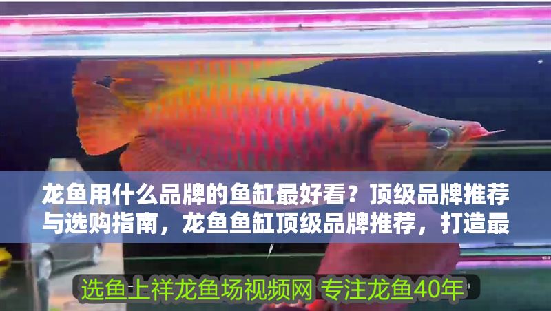 龍魚用什么品牌的魚缸最好看？頂級品牌推薦與選購指南，龍魚魚缸頂級品牌推薦，打造最美水族景觀