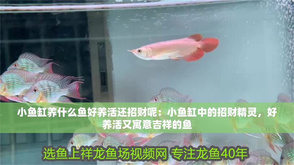 小魚缸養什么魚好養活還招財呢：小魚缸中的招財精靈，好養活又寓意吉祥的魚