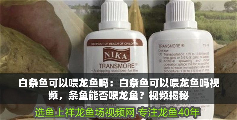 白條魚可以喂龍魚嗎：白條魚可以喂龍魚嗎視頻，條魚能否喂龍魚？視頻揭秘