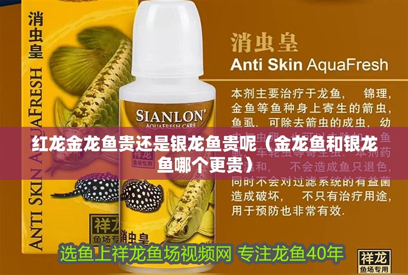 紅龍金龍魚貴還是銀龍魚貴呢（金龍魚和銀龍魚哪個更貴） 紅龍金龍魚貴還是銀龍魚貴呢（金龍魚和銀龍魚哪個更貴） 銀龍魚百科