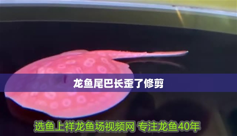 龍魚尾巴長歪了修剪