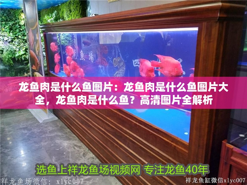 龍魚肉是什么魚圖片：龍魚肉是什么魚圖片大全，龍魚肉是什么魚？高清圖片全解析 龍魚肉是什么魚圖片：龍魚肉是什么魚圖片大全，龍魚肉是什么魚？高清圖片全解析 水族問答