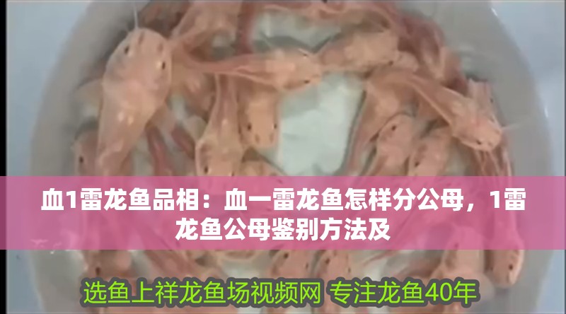 血1雷龍魚(yú)品相：血一雷龍魚(yú)怎樣分公母，1雷龍魚(yú)公母鑒別方法及