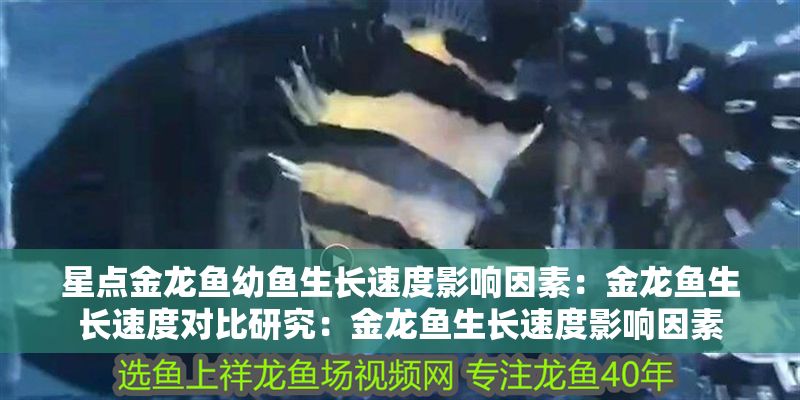 星點金龍魚幼魚生長速度影響因素：金龍魚生長速度對比研究：金龍魚生長速度影響因素