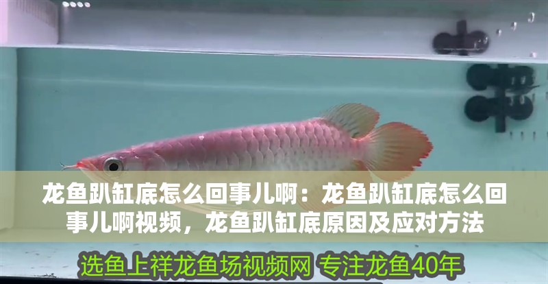 龍魚趴缸底怎么回事兒啊：龍魚趴缸底怎么回事兒啊視頻，龍魚趴缸底原因及應(yīng)對(duì)方法