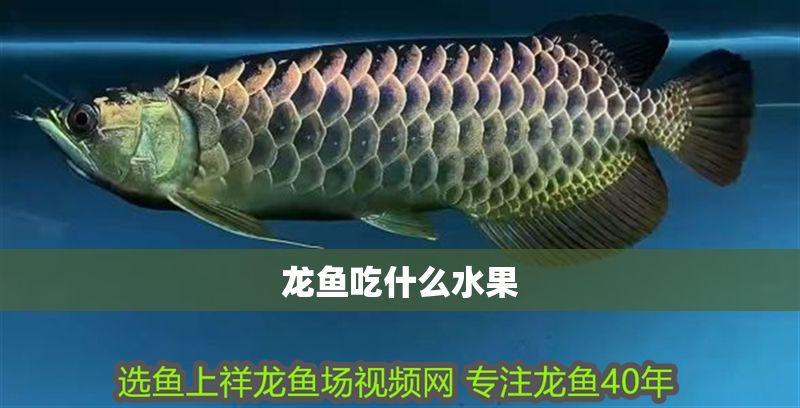 龍魚吃什么水果