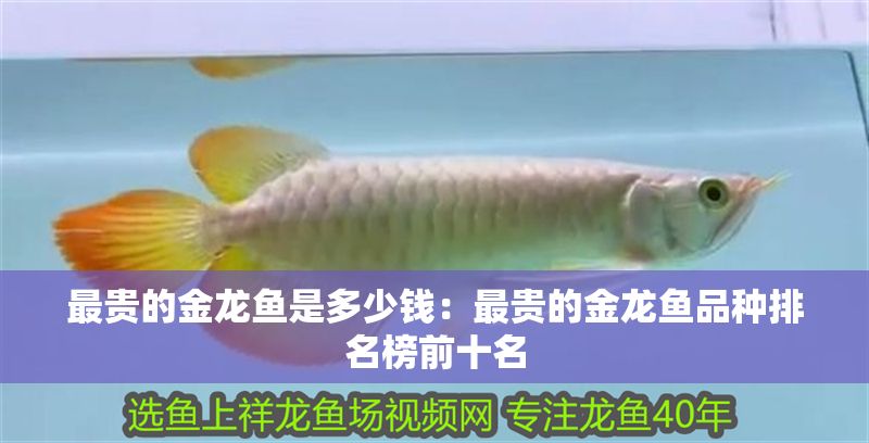 最貴的金龍魚是多少錢：最貴的金龍魚品種排名榜前十名