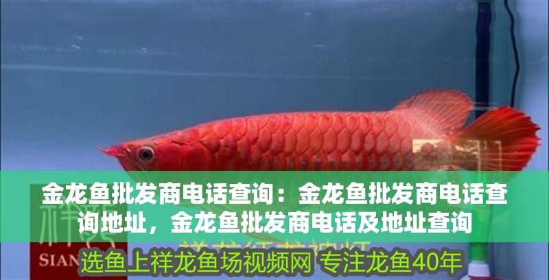 金龍魚(yú)批發(fā)商電話查詢：金龍魚(yú)批發(fā)商電話查詢地址，金龍魚(yú)批發(fā)商電話及地址查詢