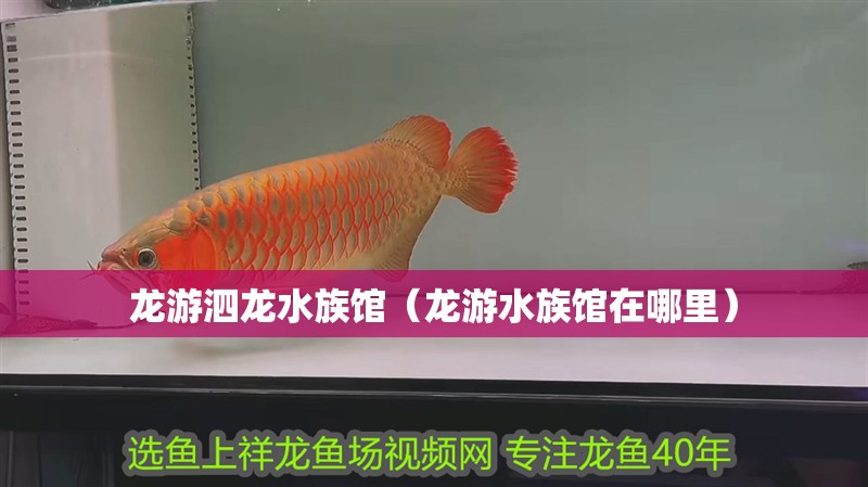 龍游泗龍水族館(龍游水族館在哪里) 全國水族館企業(yè)名錄 第2張 龍游泗龍水族館(龍游水族館在哪里) 龍游泗龍水族館(龍游水族館在哪里) 全國水族館企業(yè)名錄 第2張