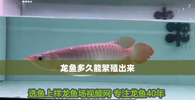 龍魚多久能繁殖出來 龍魚百科 第4張 龍魚多久能繁殖出來 龍魚多久能繁殖出來 龍魚百科 第4張