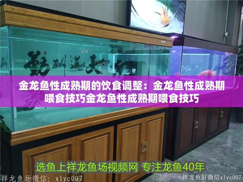 金龍魚性成熟期的飲食調(diào)整：金龍魚性成熟期喂食技巧金龍魚性成熟期喂食技巧
