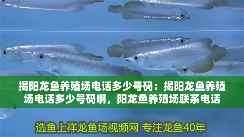 揭陽龍魚養殖場電話多少號碼：揭陽龍魚養殖場電話多少號碼啊，陽龍魚養殖場聯系電話 揭陽龍魚養殖場電話多少號碼：揭陽龍魚養殖場電話多少號碼啊，陽龍魚養殖場聯系電話 水族問答