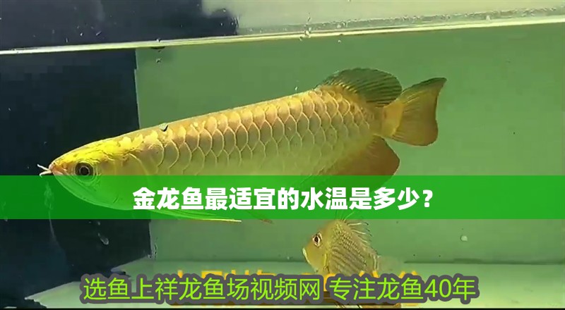 金龍魚(yú)最適宜的水溫是多少？